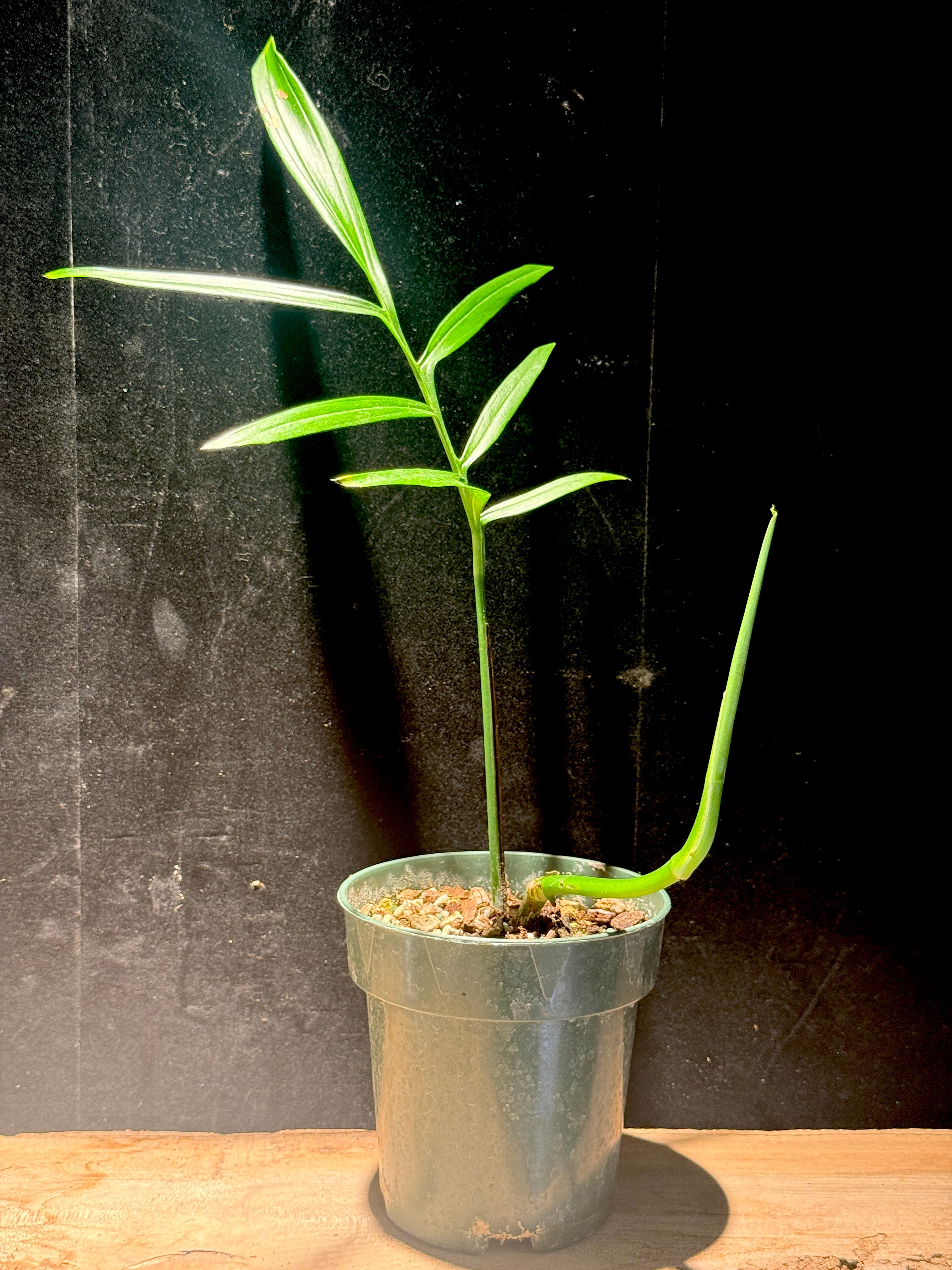 Monstera subpinnata – Rare Pinnate “Palm-Like” Monstera