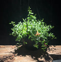 Cotyledon pendens ‘Cliff Cotyledon’ – Trailing Hanging Succulent