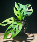 Monstera adansonii ‘Aurea’ Variegata (Golden Variegated Swiss Cheese Vine)