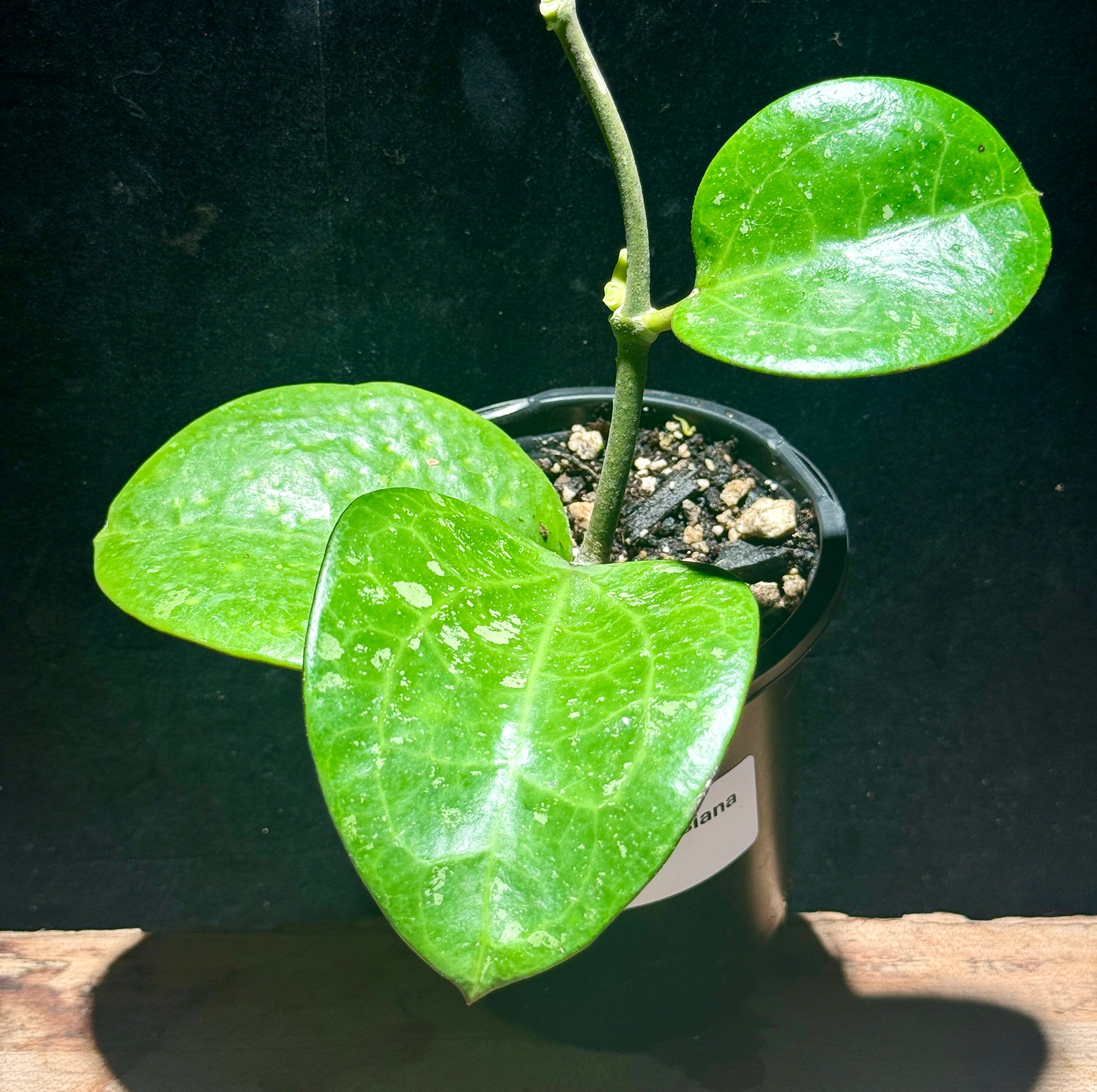 Hoya loyceandrewsiana – Large-Leaf “Dinner Plate” Hoya