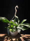 Platycerum bifurcatum