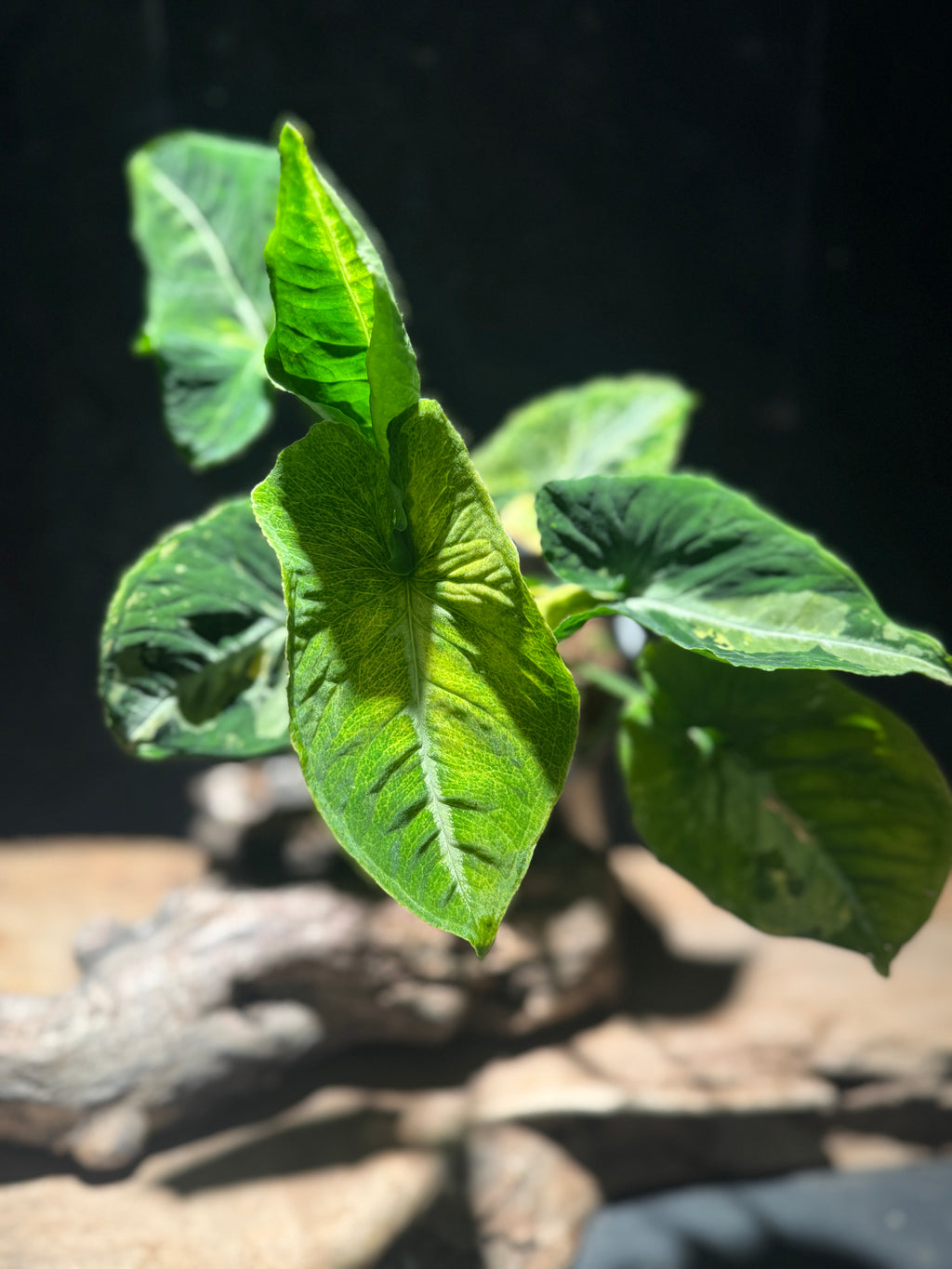 Syngonium ‘Scrambled Eggs’