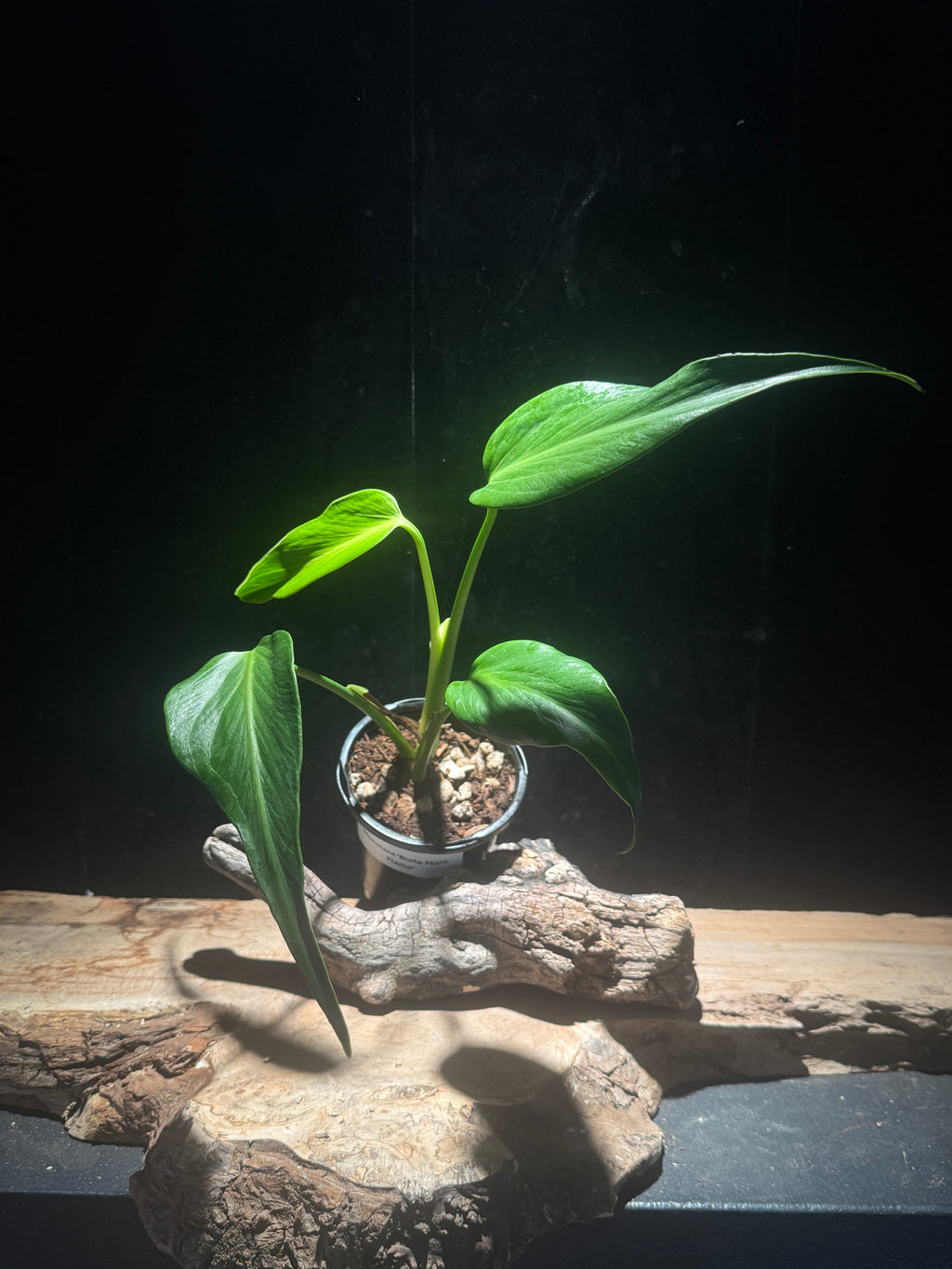 Monstera ‘Burle Marx Flame’