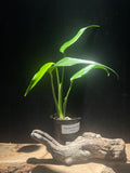 Monstera ‘Burle Marx Flame’