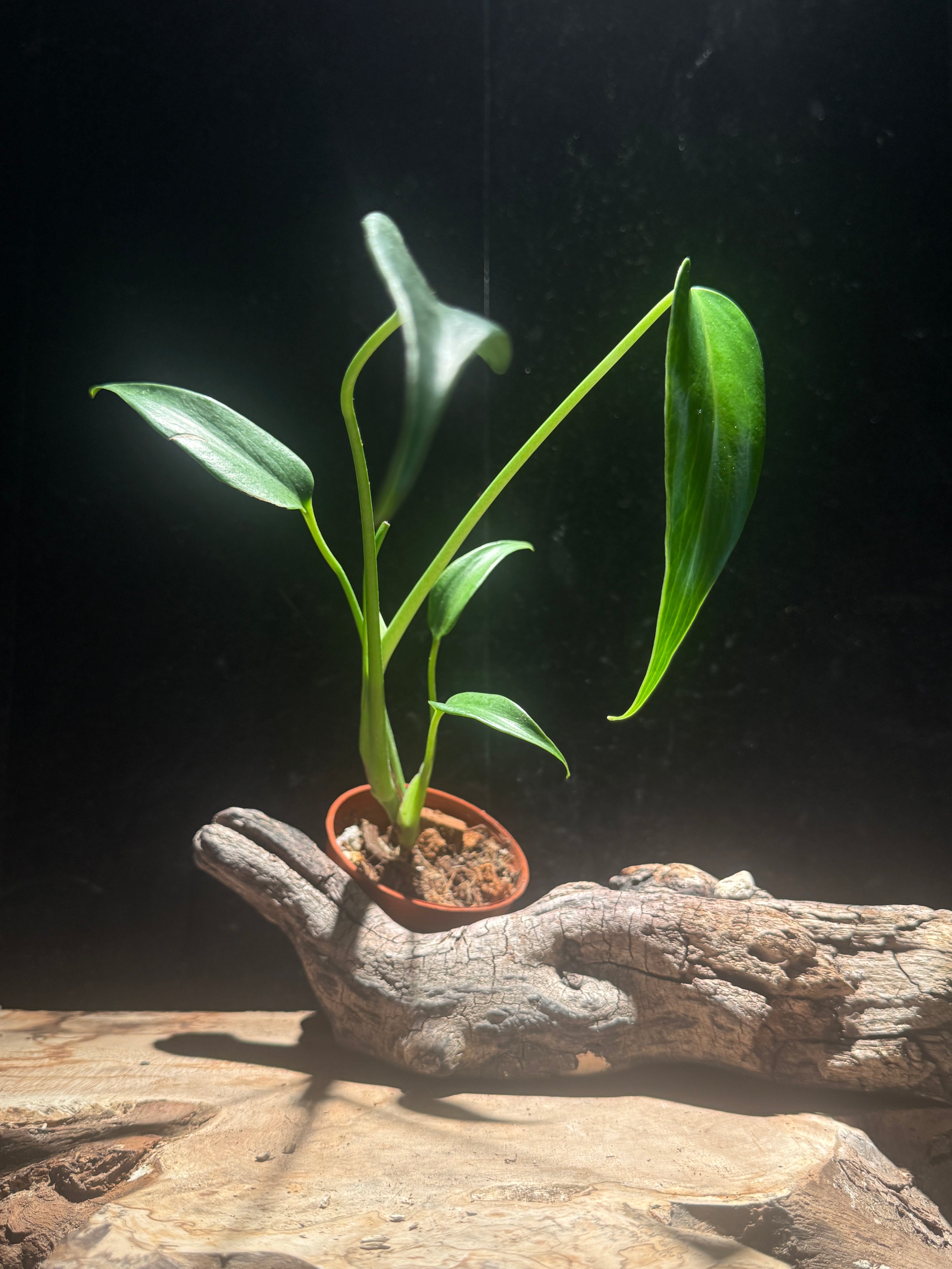 Monstera ‘Burle Marx Flame’