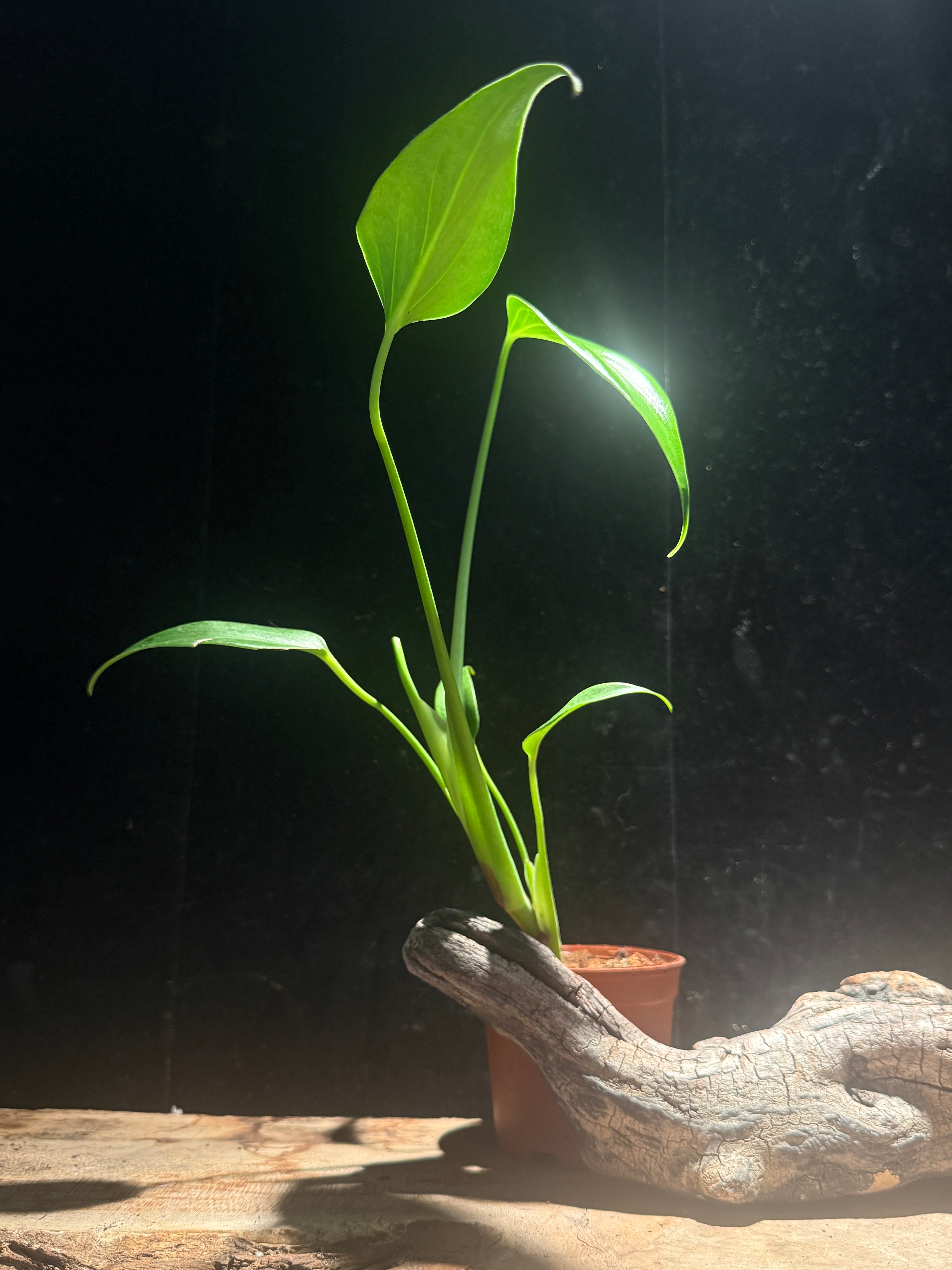 Monstera ‘Burle Marx Flame’