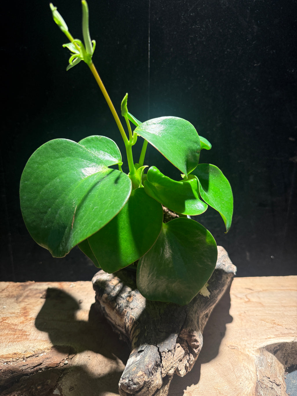 Peperomia polybotrya ‘raindrop peperomia’ - Glossy easycare plant