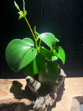 Peperomia polybotrya ‘raindrop peperomia’ - Glossy easycare plant