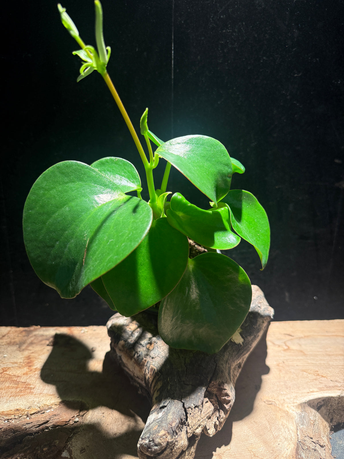 Peperomia polybotrya ‘raindrop peperomia’ - Glossy easycare plant