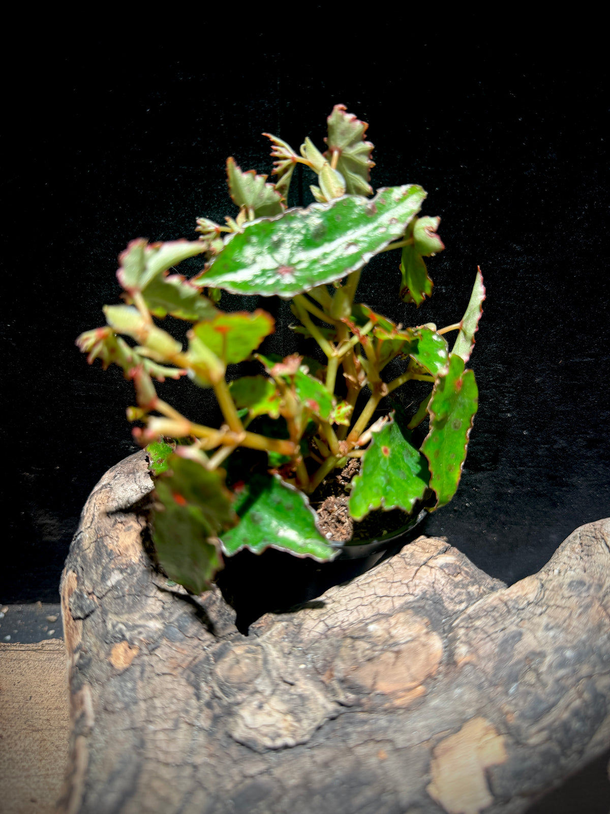 Rare Begonia amphioxus | Red Spotted Exotic Collector Plant