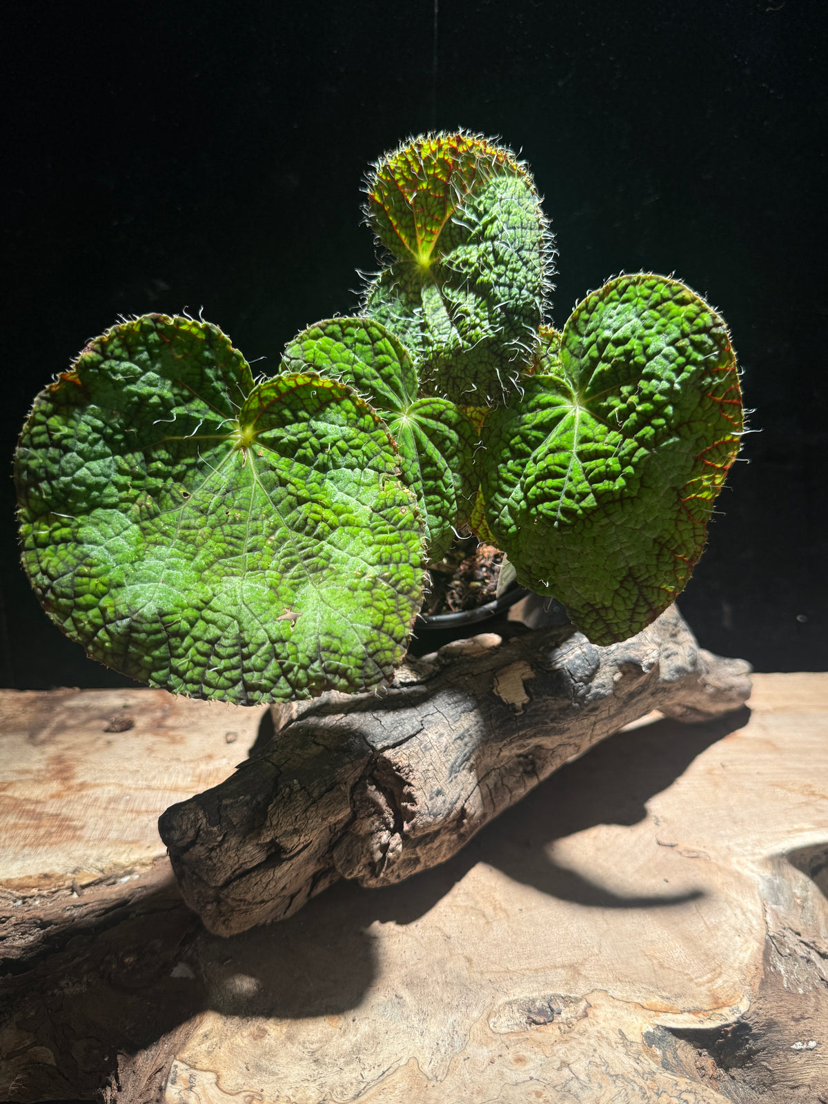 Velvet Fringed Begonia (Begonia Longiciliata) - Exotic Houseplant