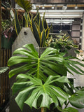 Growers Choice Pack of Four