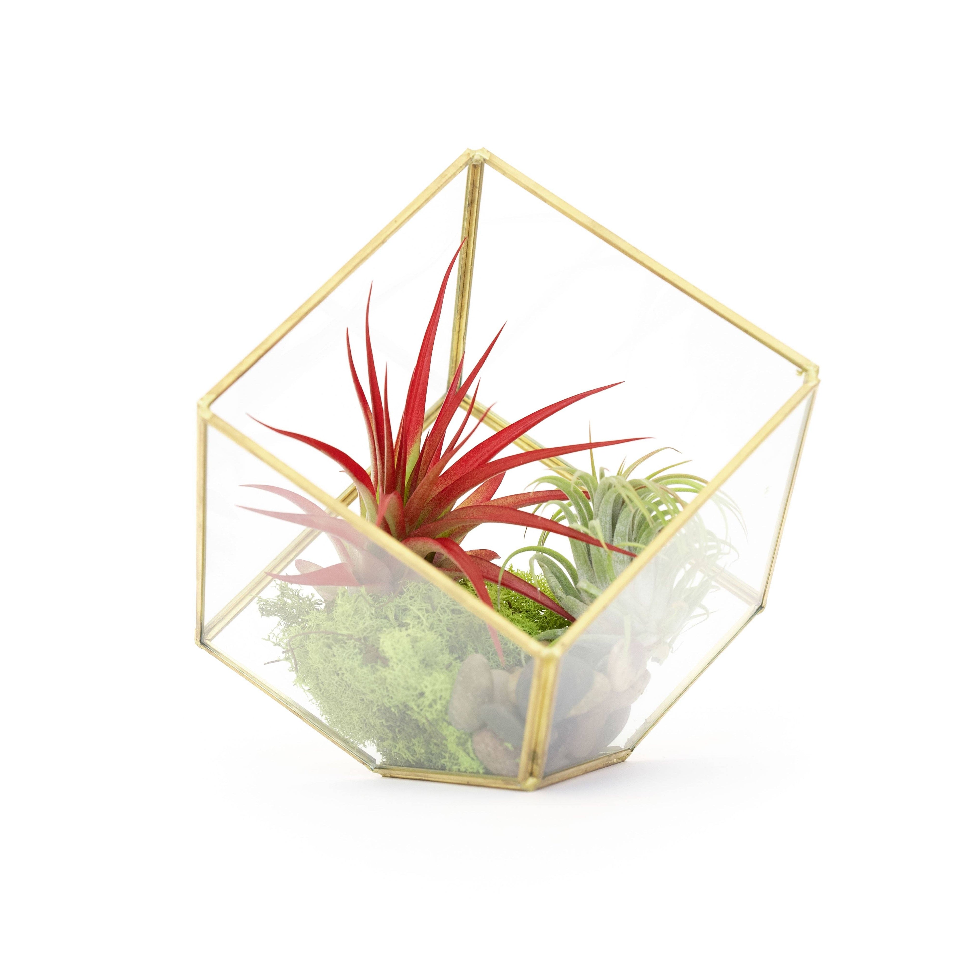 Heptahedron Geometric Glass Terrarium
