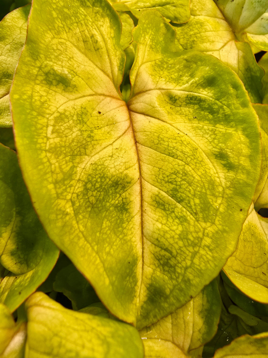 Syngonium ‘Gold Allusion’ – Arrowhead Vine Houseplant