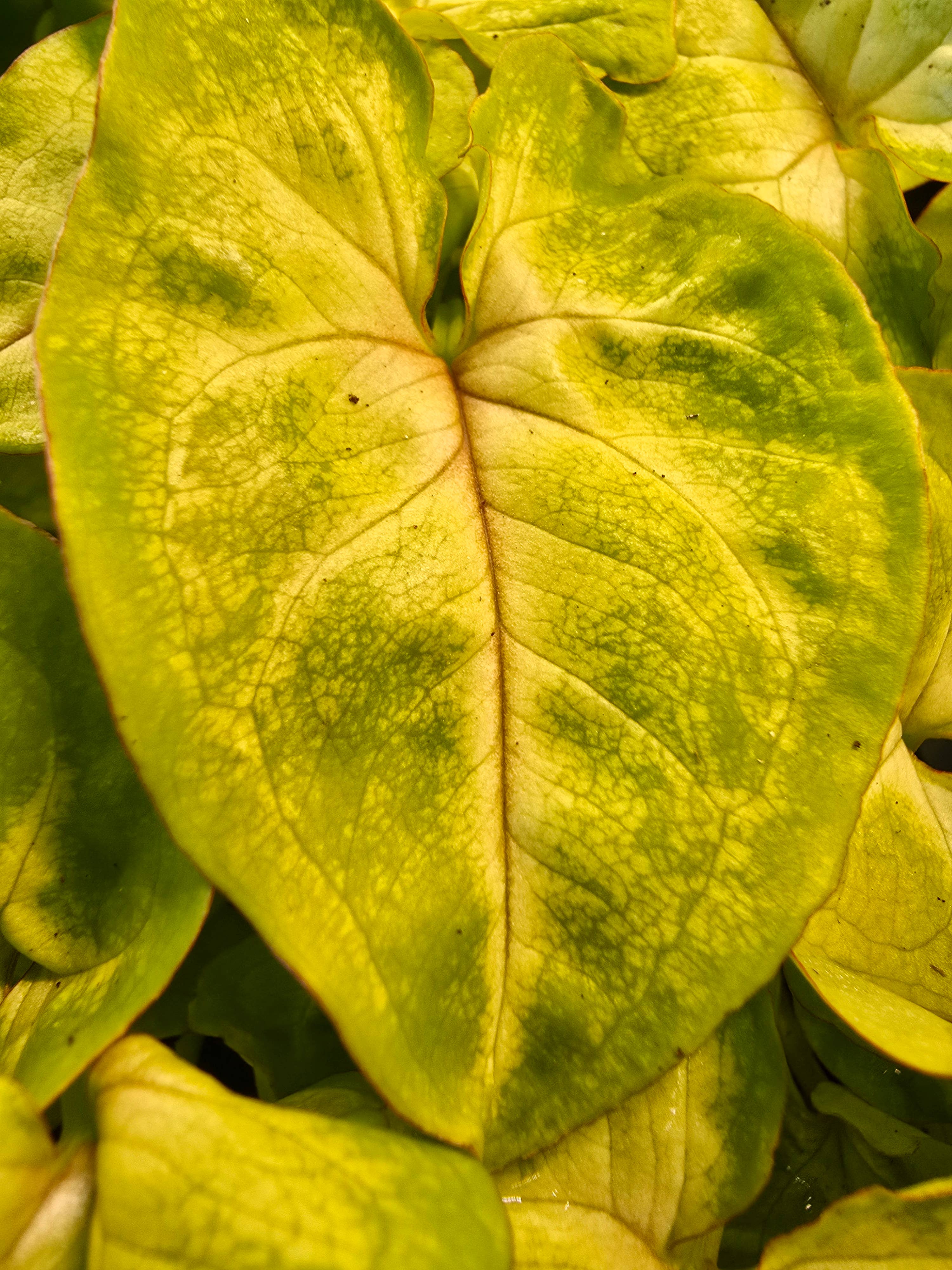 Syngonium ‘Gold Allusion’ – Arrowhead Vine Houseplant